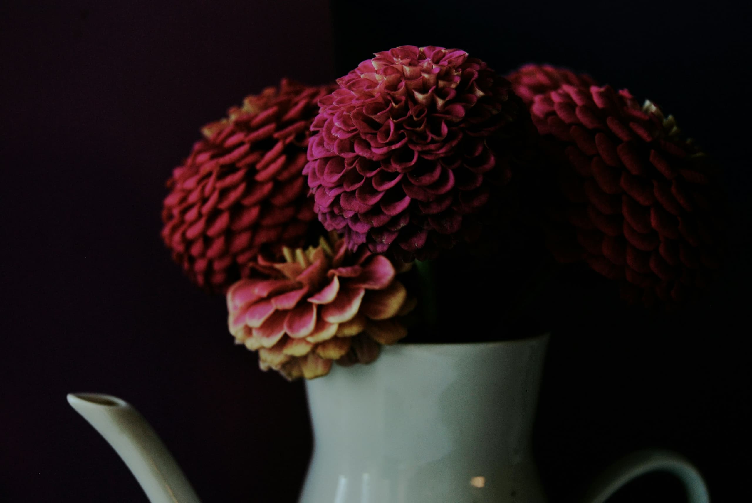 Deep crimson pompon flowers arranged in a pale ceramic coffee pot, lit from one side against a dark ground.